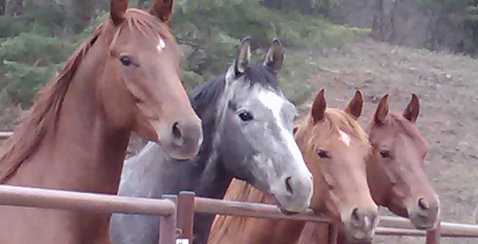 Lee Smith โฆ Essential Elements of Horsemanship Lee Smith โฆ Essential Elements of Horsemanship